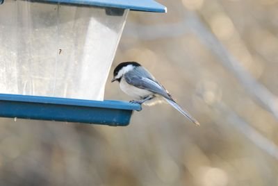 DSC_0230.JPG
