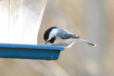 DSC_0231.JPG