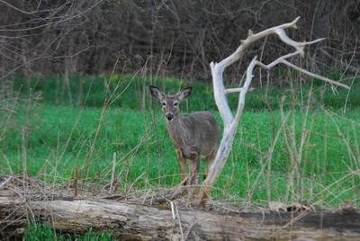 DSC_0235.JPG