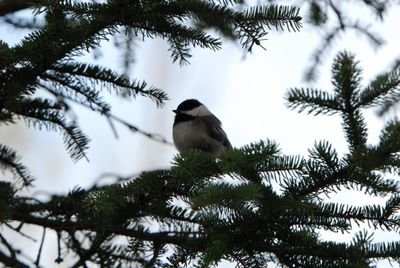 DSC_0243.JPG