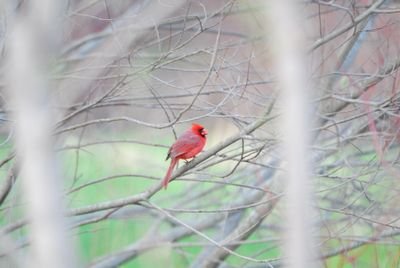 DSC_0248.JPG