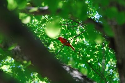 DSC_0465.JPG
