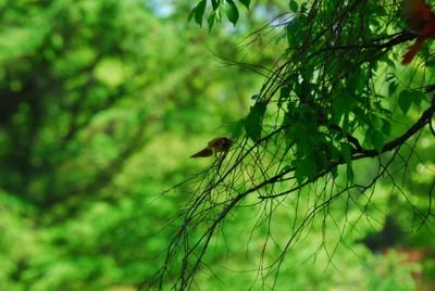 DSC_0472.JPG