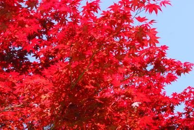 DSC_0479.JPG