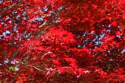 DSC_0480.JPG
