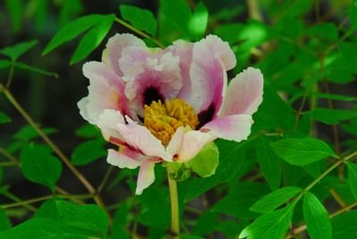 DSC_0498.JPG