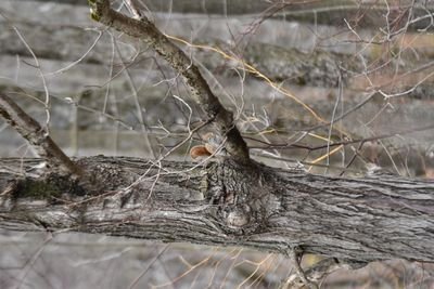 DSC_3247.JPG
